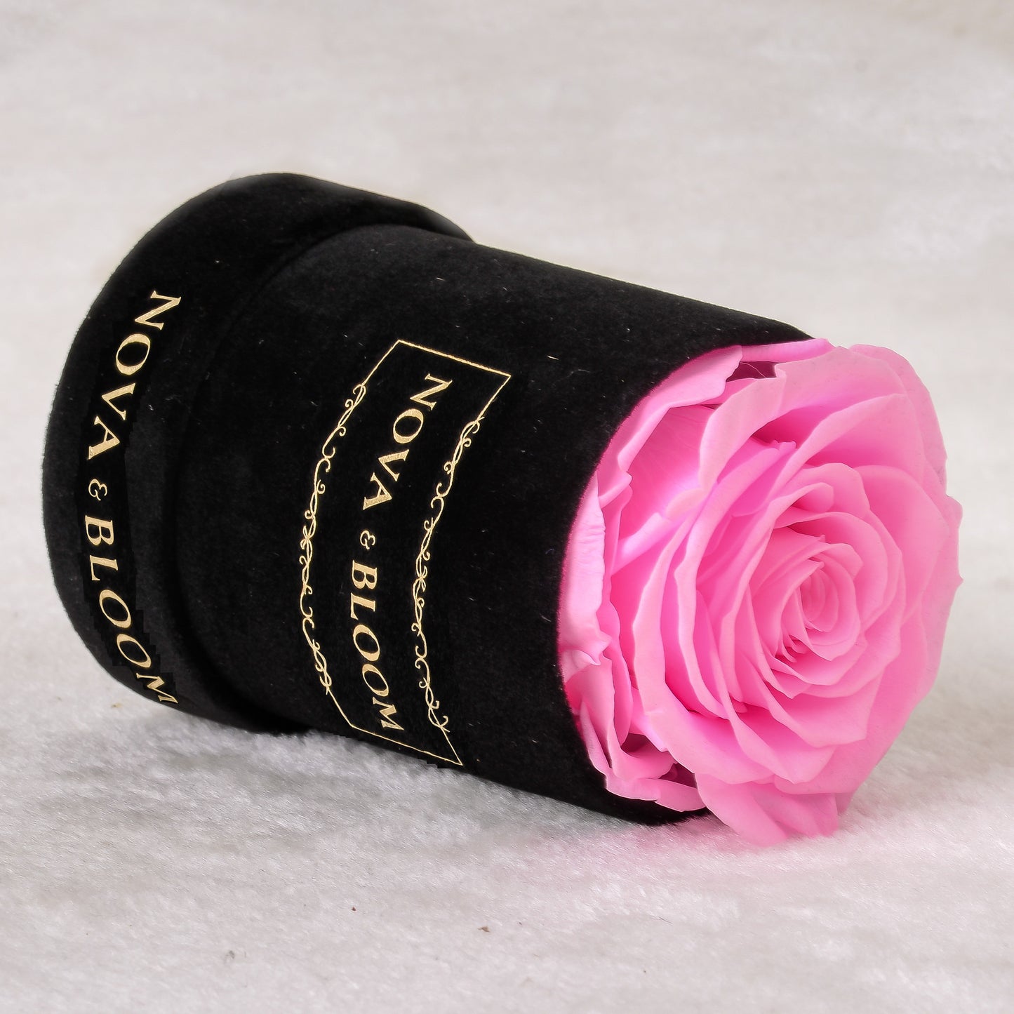 Single Velvet Black Round - Pink Preserved Rose - Side View