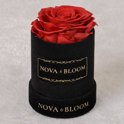 Single Black Velvet Round - Red Preserved Rose - Front View