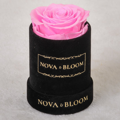 Single Velvet Black Round - Pink Preserved Rose - Front View 