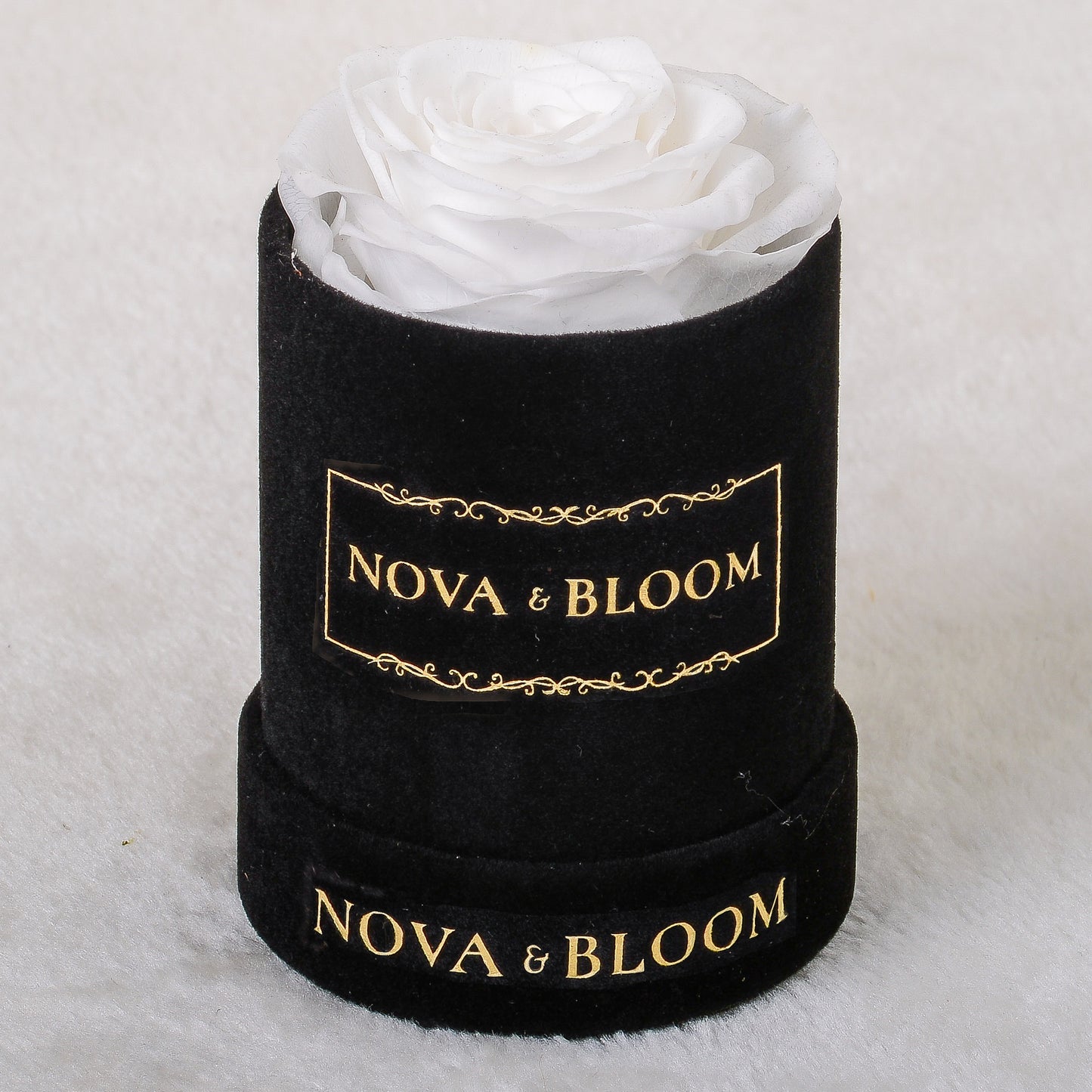 Single Black Velvet Round - White Preserved Rose - Front View