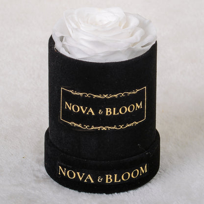 Single Black Velvet Round - White Preserved Rose - Front View