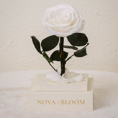 Single Stem Preserved Rose in Acrylic Box - White Rose - Front View Without Cover 