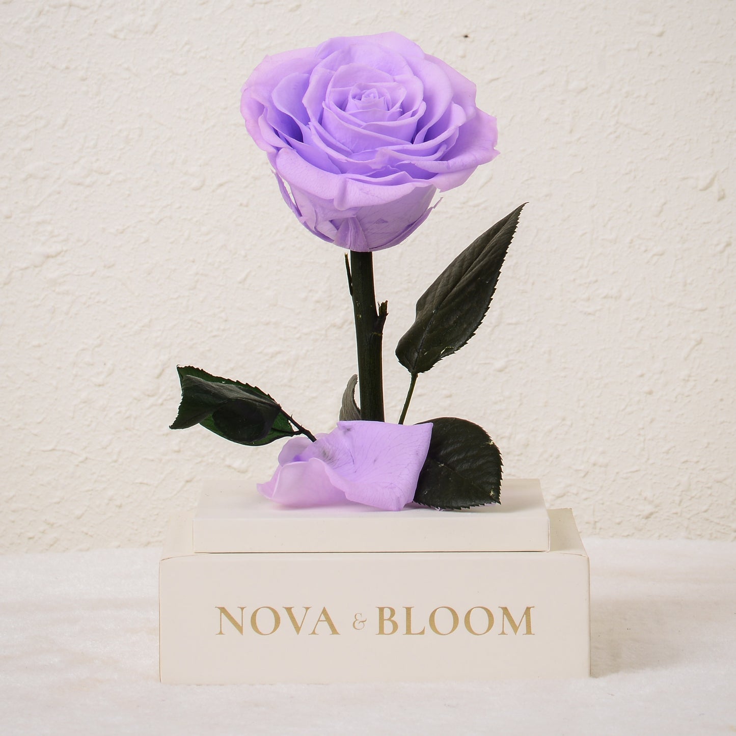 Single Stem Preserved Rose in Acrylic Box - Lavender Rose - Front View Without Cover